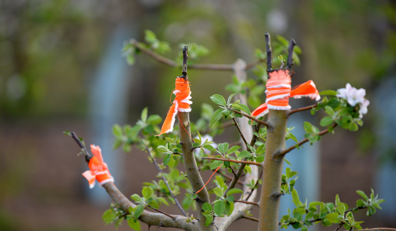 Apple Trees: Guide to Reproduction and Grafting