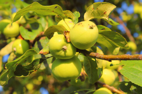 apfelbaum-gelbe-blaetter