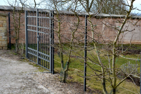 apfelbaum-hecke