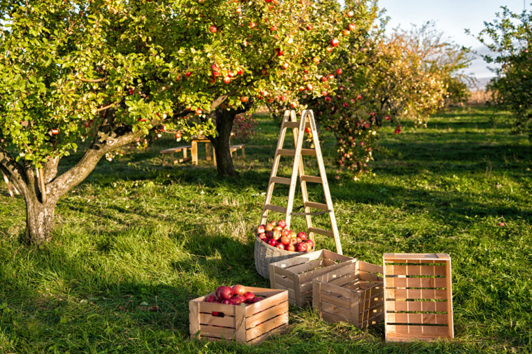 Apfelbaum im Herbst - Diese Pflegemaßnahmen stehen an