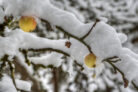 apfelbaum-im-winter