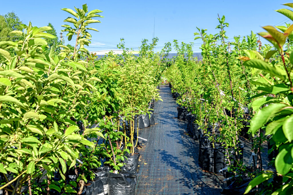 Preis für einen Apfelbaum Was kostet der Obstbaum?