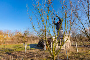Apfelbaum schneiden Wann ist der beste Zeitpunkt?