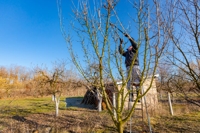 30+ Frühlingsschnitt Im Garten Wann Ist Der Beste Zeitpunkt, Der