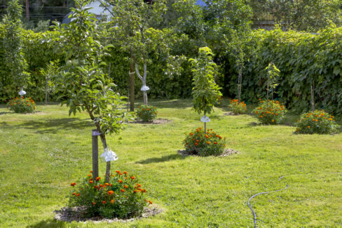 apfelbaum-unterpflanzen