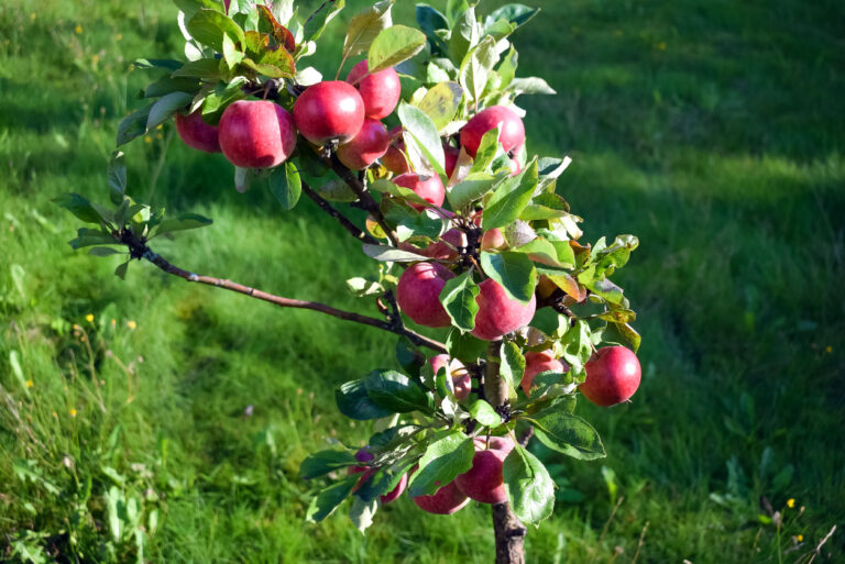 Kleiner Apfelbaum Für Kleine Gärten - Sorten, Pflege Und Mehr