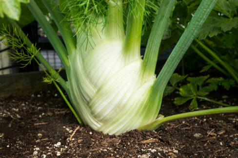 knollenfenchel-anbau