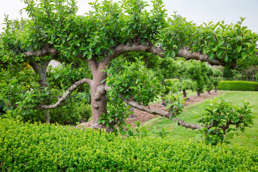 Spalierobst als Hecke anlegen So machen Sie alles richtig