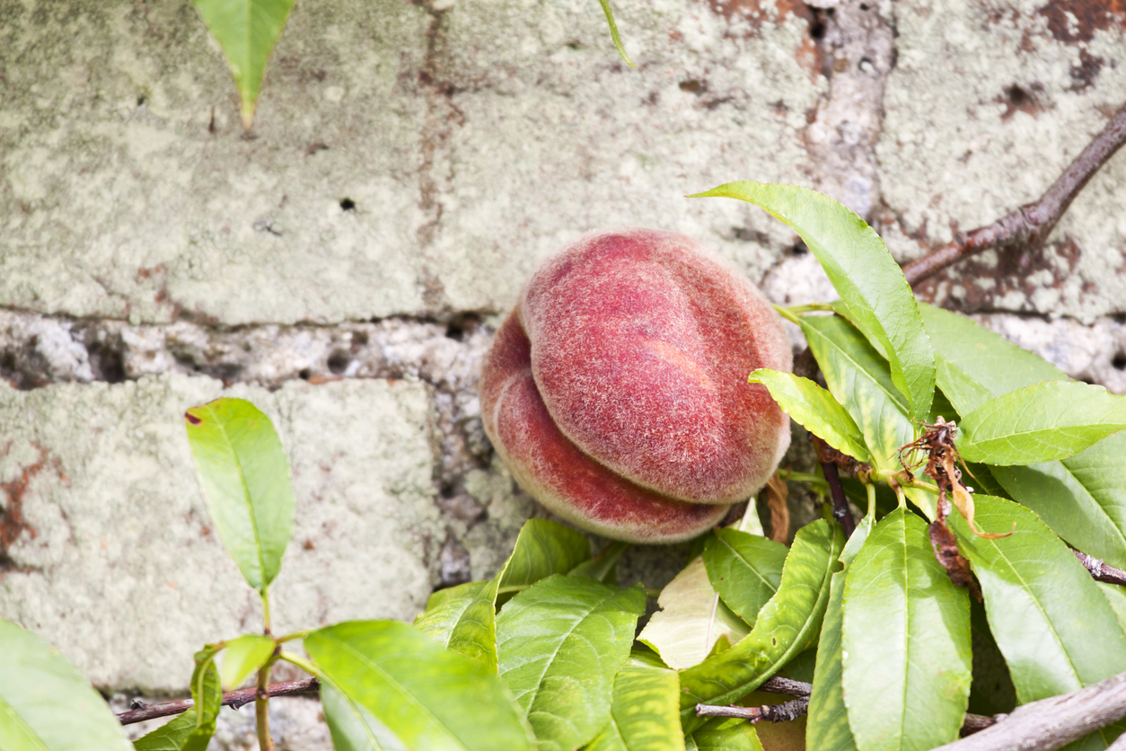 Die Pflaume als Spalierobst - So erziehen Sie den Obstbaum