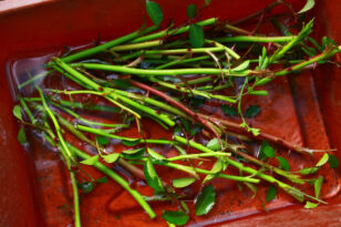 stecklinge-schneiden