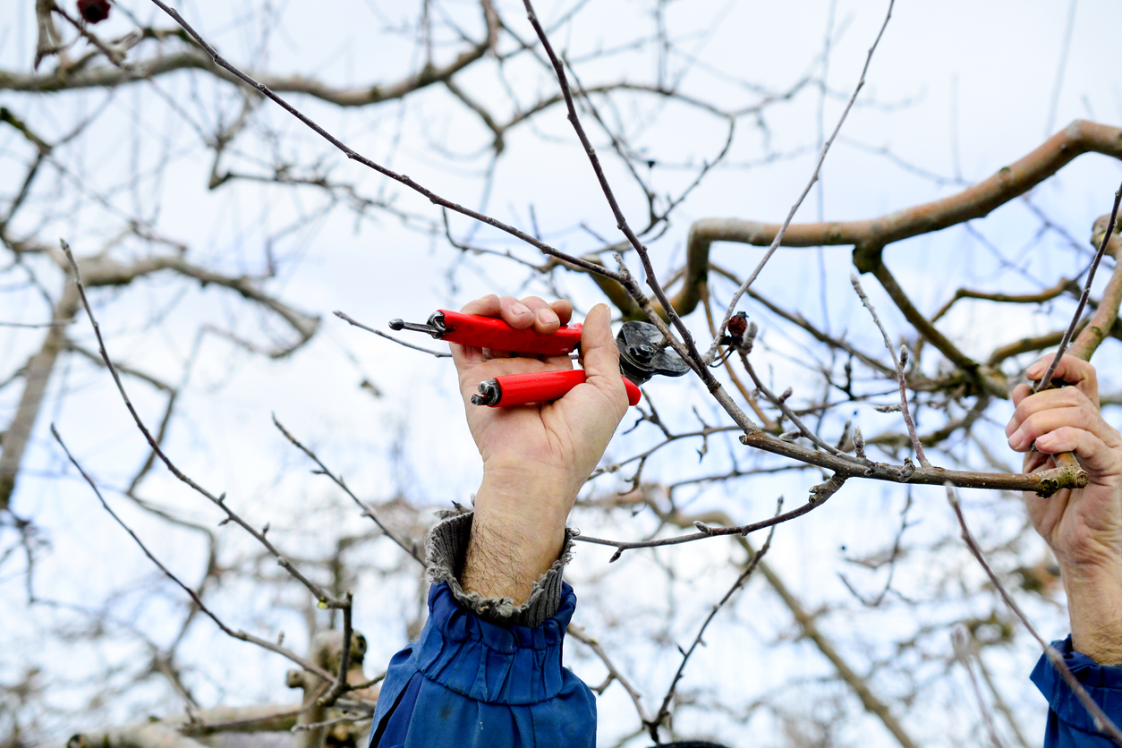 Winterschnitt beim Apfelbaum - So machen Sie alles richtig