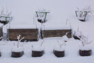 winterschutz-fuer-kuebelpflanzen