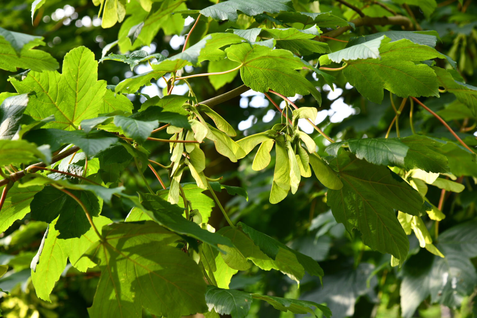 Die 7 beliebtesten und schönsten Gartenbäume + 1 Geheimtipp