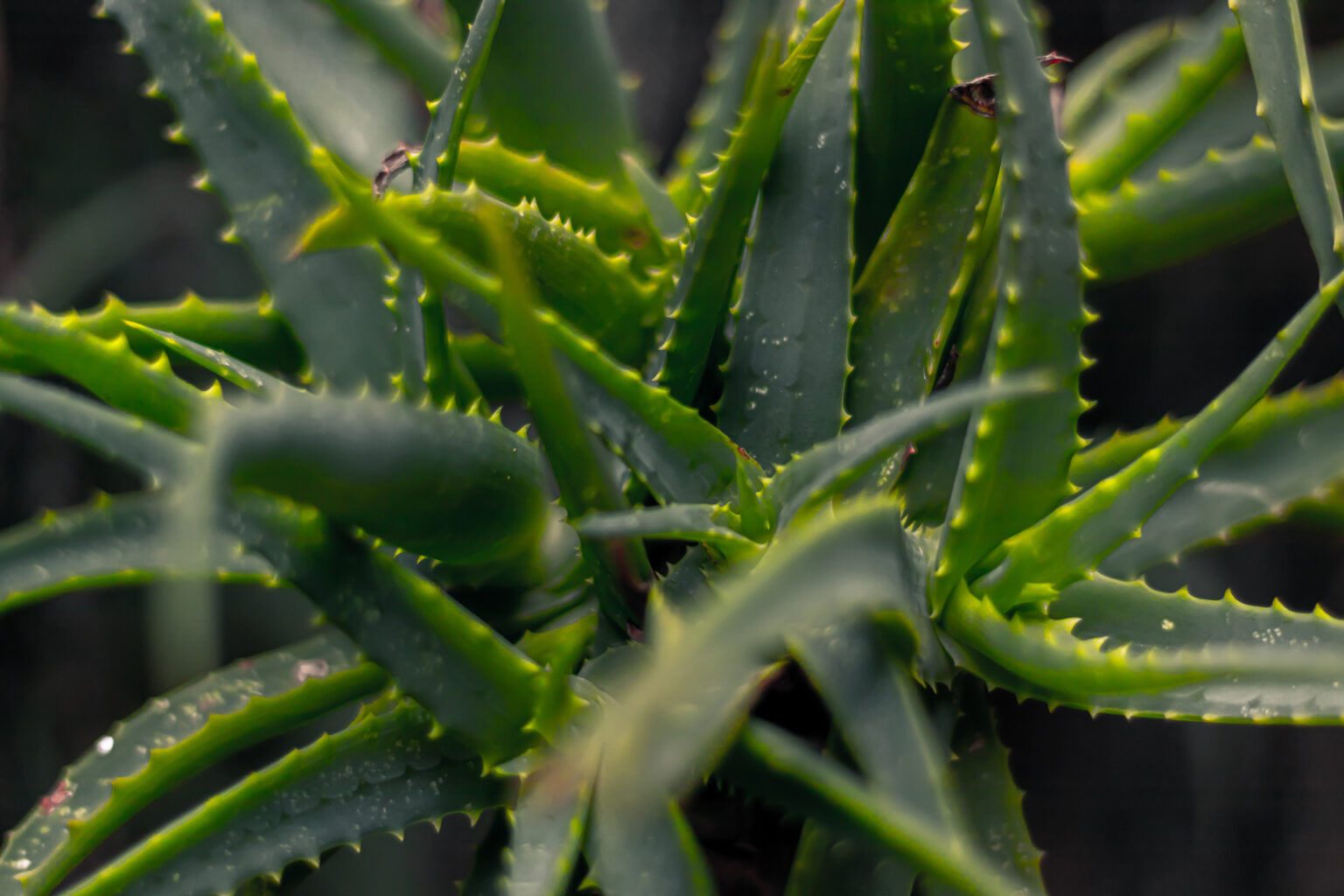 Aloe Vera Wasserbedarf