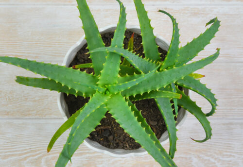 Aloe vera