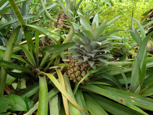 Ananas