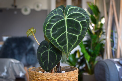 Anthurium argyrostachyum 