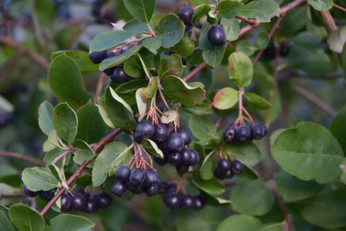 Apfelbeere, Aronia