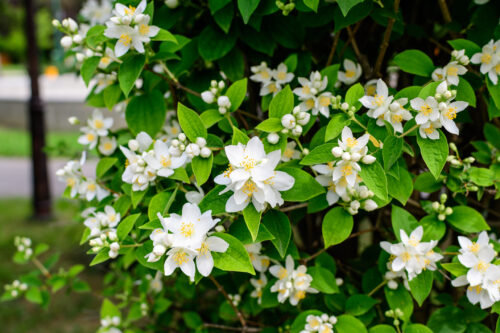 Bauernjasmin, Europäischer Pfeifenstrauch