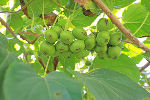 Bayern-Kiwi, Mini-Kiwi, Kiwibeere 