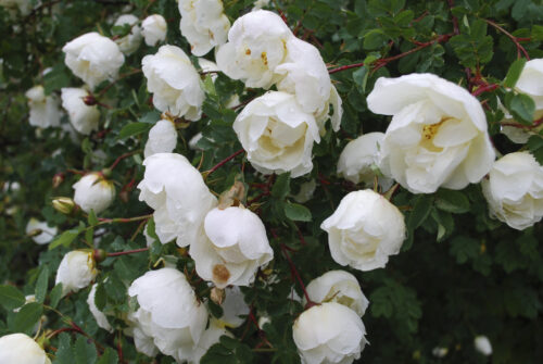 Bibernellrose, Dünenrose