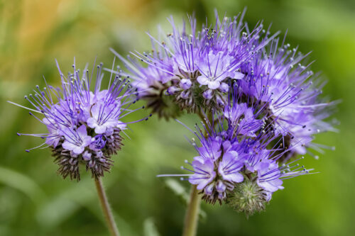 Bienenfreund