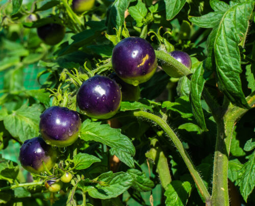 Black Plum, Schwarze Pflaumentomate 