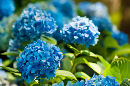 Blaue Hortensie