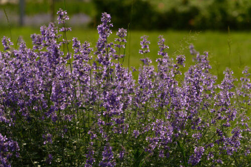 Blaue Katzenminze