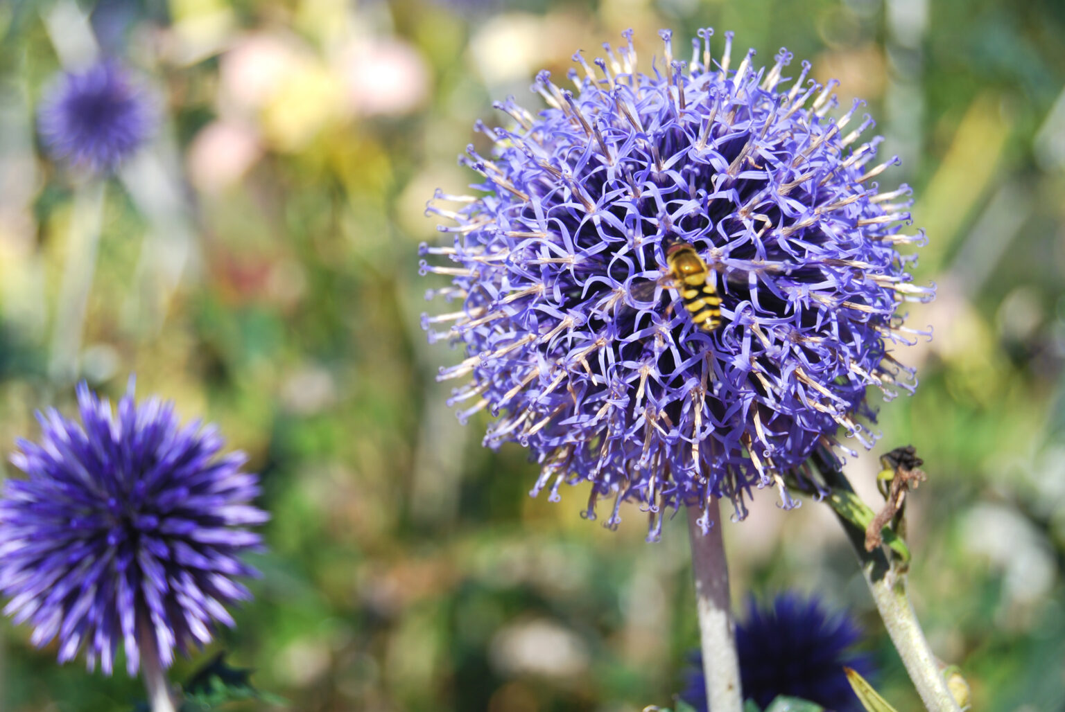 Die 7 beliebtesten blauen Sommerblumen + 1 Geheimtipp