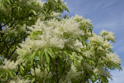 Blumenesche, Schmuckesche