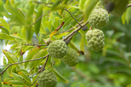 Cherimoya, Zimtapfel