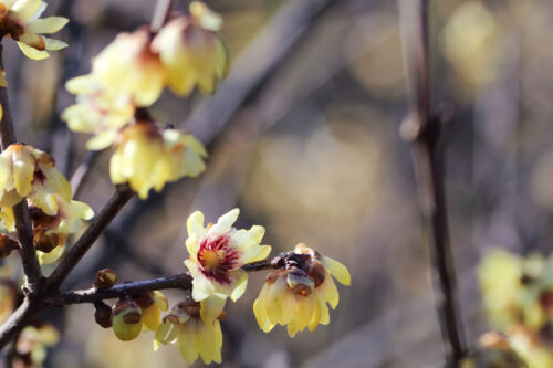 Chinesische Winterblüte