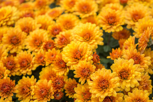 Chrysantheme