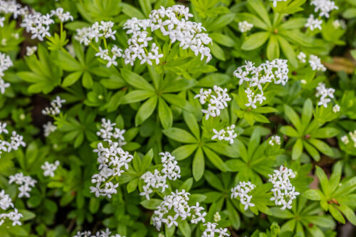 Echter Waldmeister