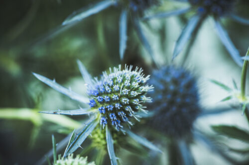 Edeldistel, Kleiner Mannstreu