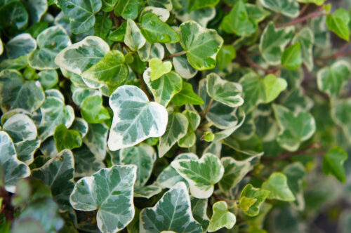 English Ivy