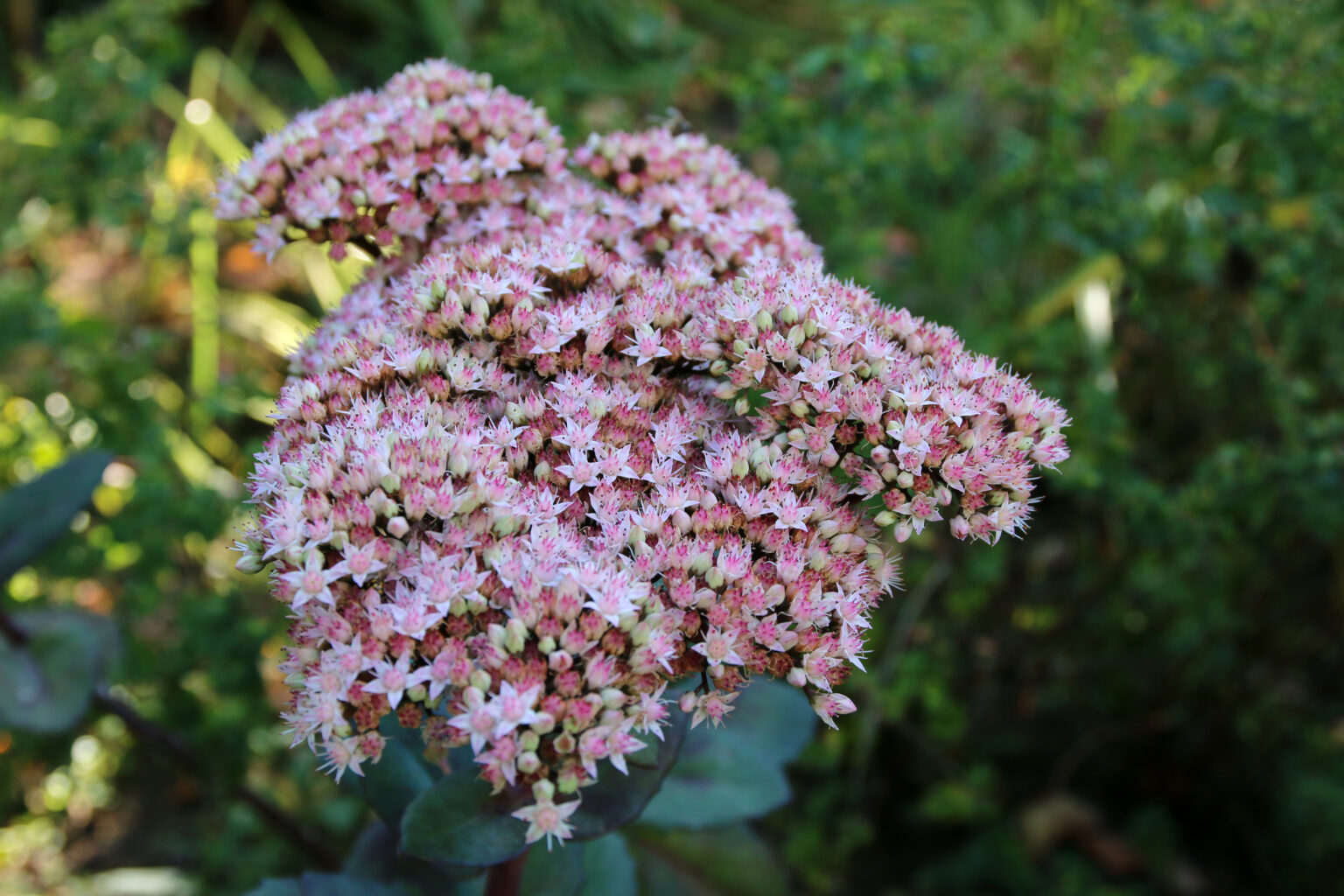 Die 7 beliebtesten Blumen für den Friedhof, die wenig Wasser benötigen