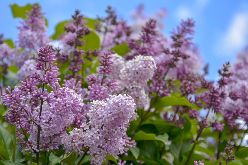 Die 7 beliebtesten und schönsten Gartenbäume + 1 Geheimtipp