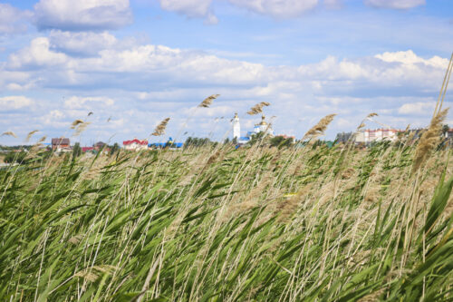 Gemeines Schilfrohr