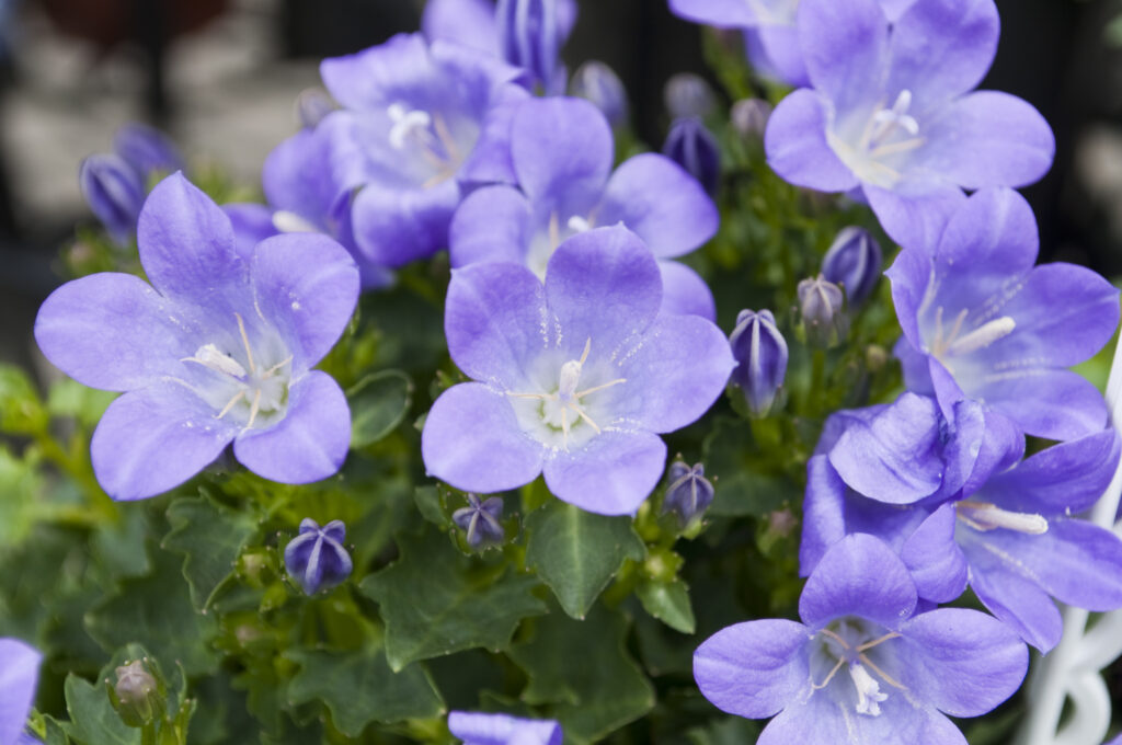 Die 7 beliebtesten blauen Sommerblumen + 1 Geheimtipp