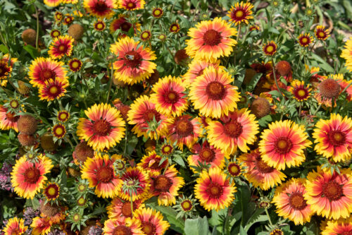 Großblumige Kokardenblume, Malerblume