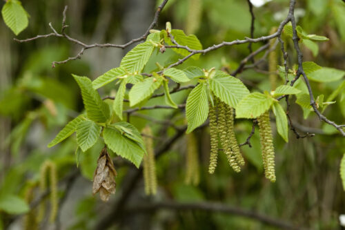 Hainbuche