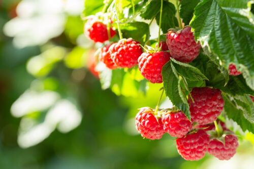 Himbeeren 