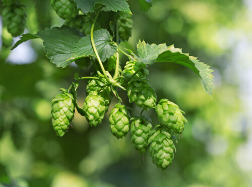 Hopfen