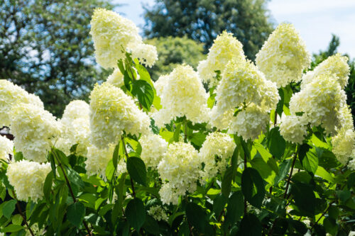 Hortensie