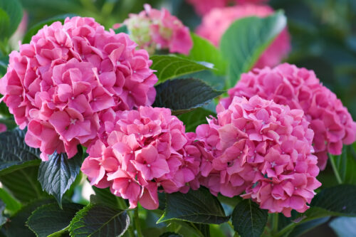 Hortensie