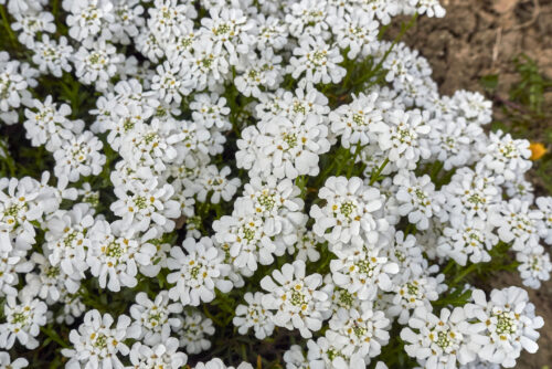 Immergrüne Schleifenblume