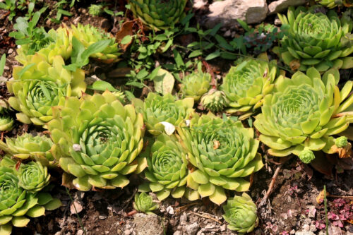 Hen and Chicks