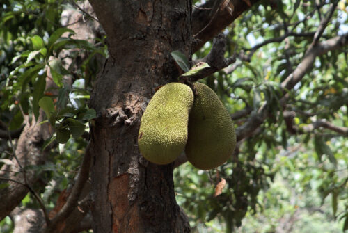 Jackfruit